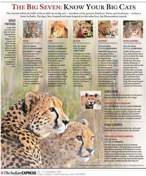 The Big seven : know your BIG Cats
